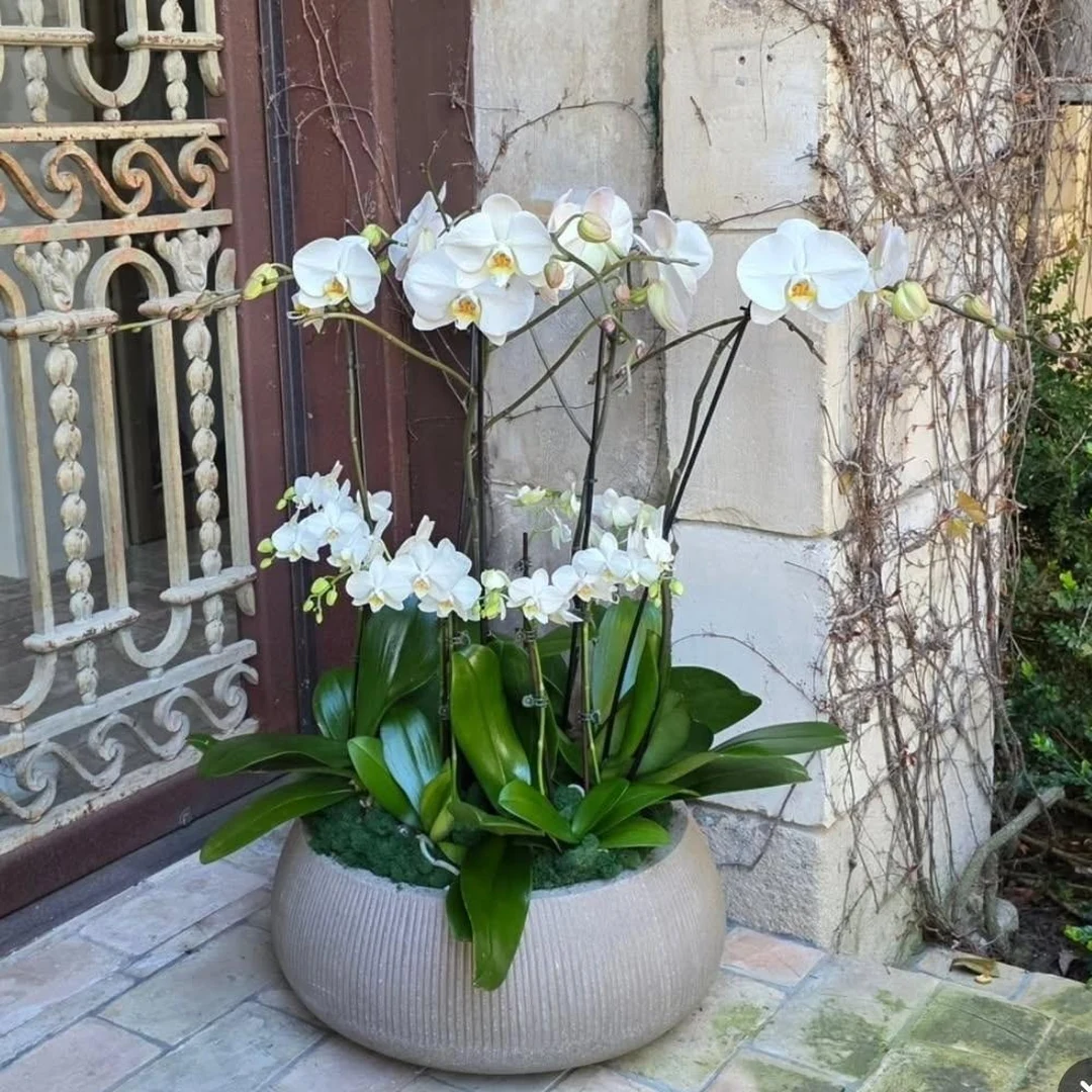 White orchids and lush green leaves in a textured planter by a stone entryway